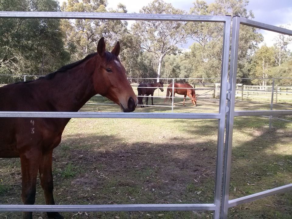 20 Panel Horse Yards Inc Gate, Round Yard, Cattle Fences, Corral 14m Diameter