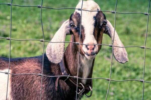 Heavy Duty Electro Galvanized Field Fence Weave Deer Fence High Tensile Cattle Fence For Animal Enclosure