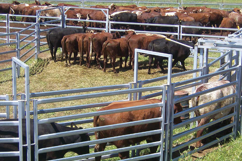 Power Coated Cattle Panel Pipe Fence 1.8m High Low Carbon Steel