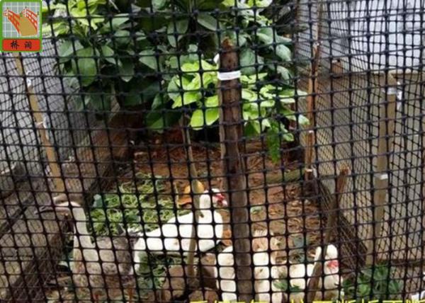 Heavy Duty Poultry Fence , Plastic Poultry Netting , HDPE Materilas , Black