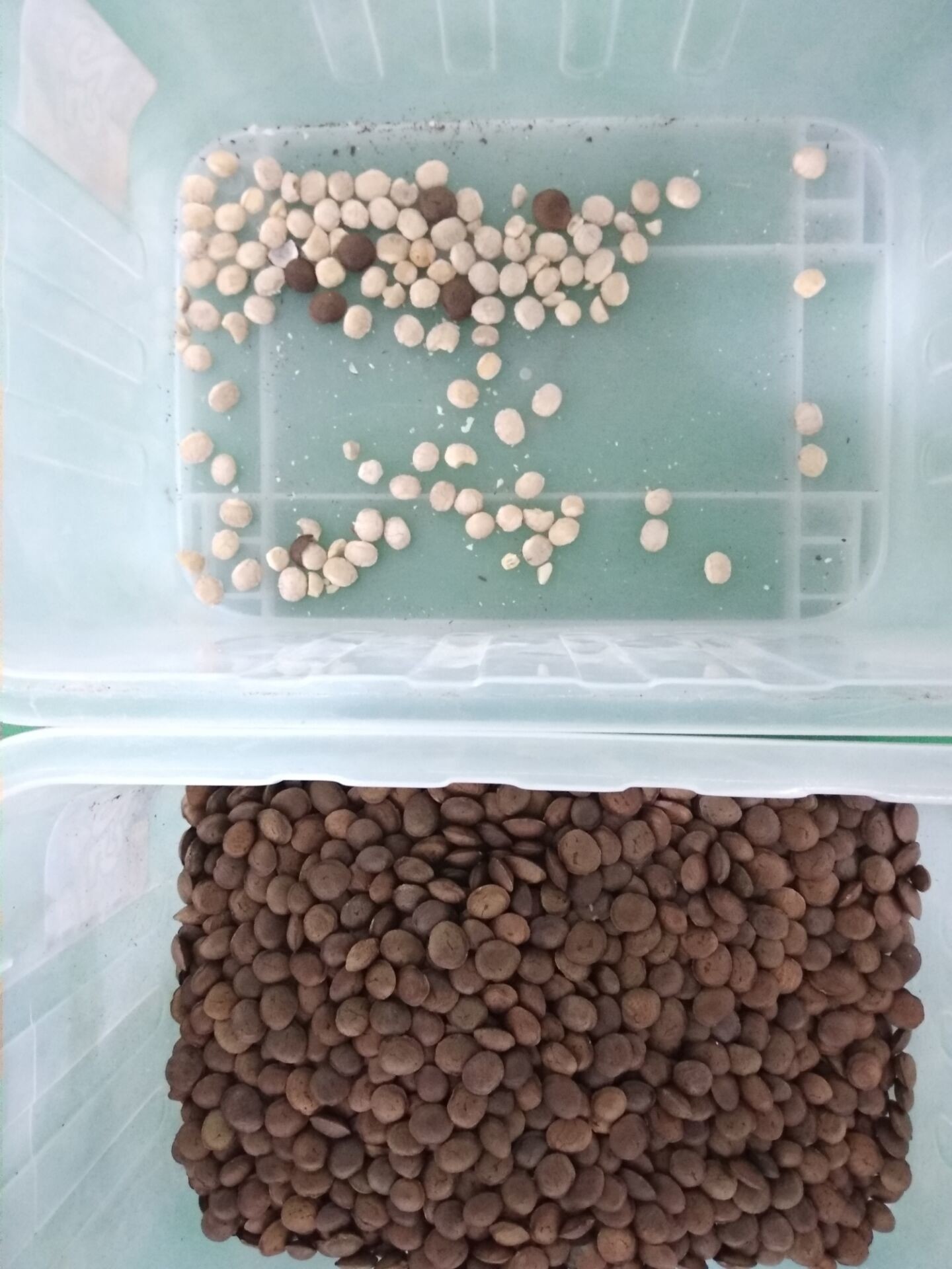 4T/H Sacha Inchi Bean Sorting Machine with high sorting accuracy