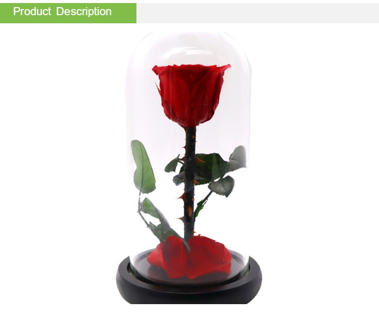 Preserved Red Rose In A Glass Dome Delicate Decoration For Home / Indoor