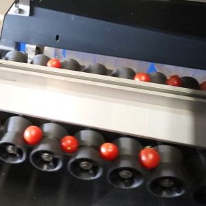  10 Lanes Cherry Tomatoes Fruit Sorting Machine 380V / 50Hz Manufactures