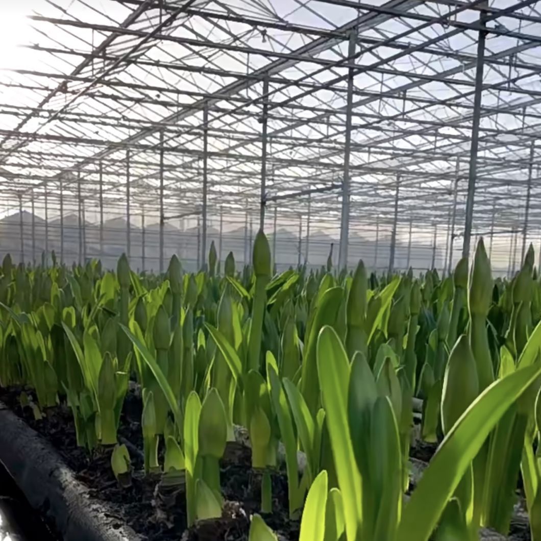 Good Light Transmission Glass Greenhouse Hydroponics Growing