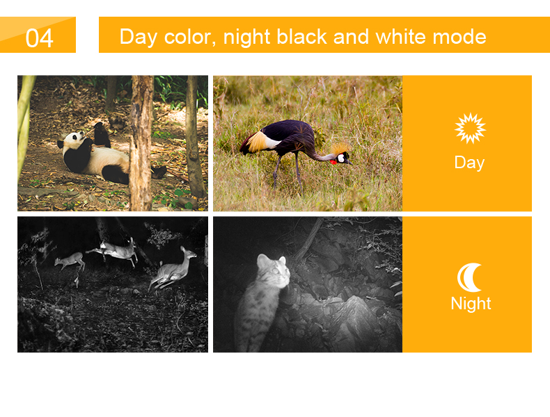 Night vision hunting camera