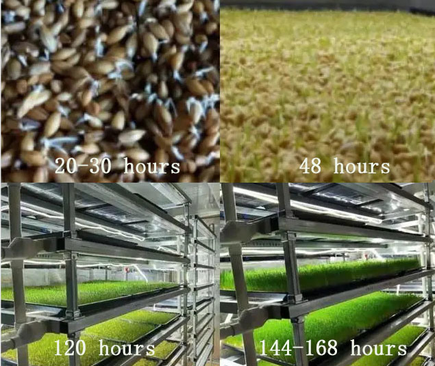 Container Forage Factory for Flower/Vegetable/Seed Breeding