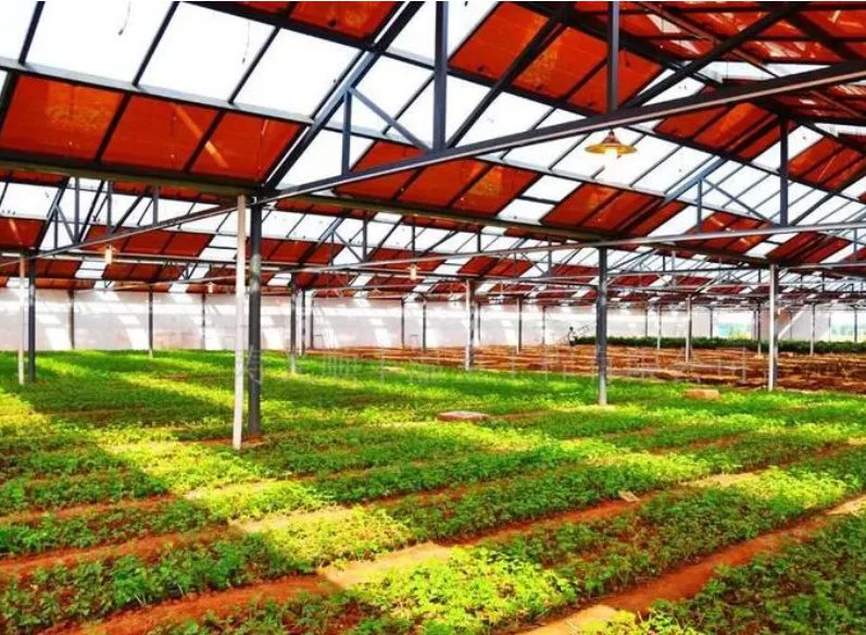 Wall Panel Equipped Single-Arch Solar Greenhouse