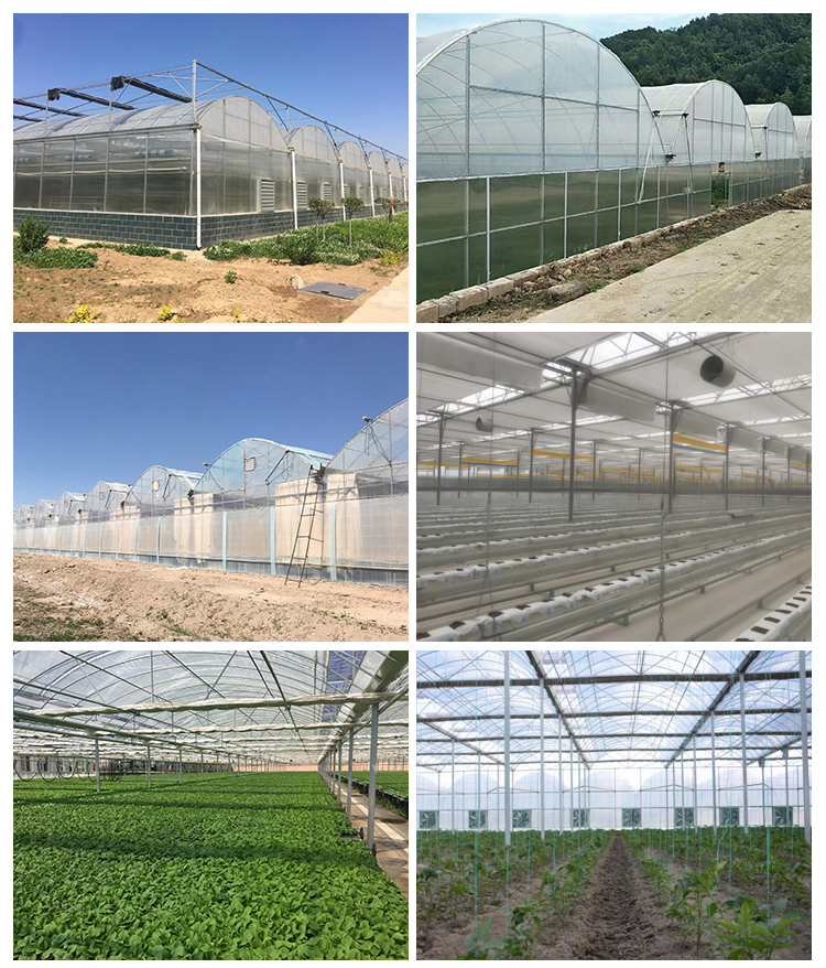 Long Life Multi-Span Film Greenhouse with Electric Control and Cooling Pad Fan System