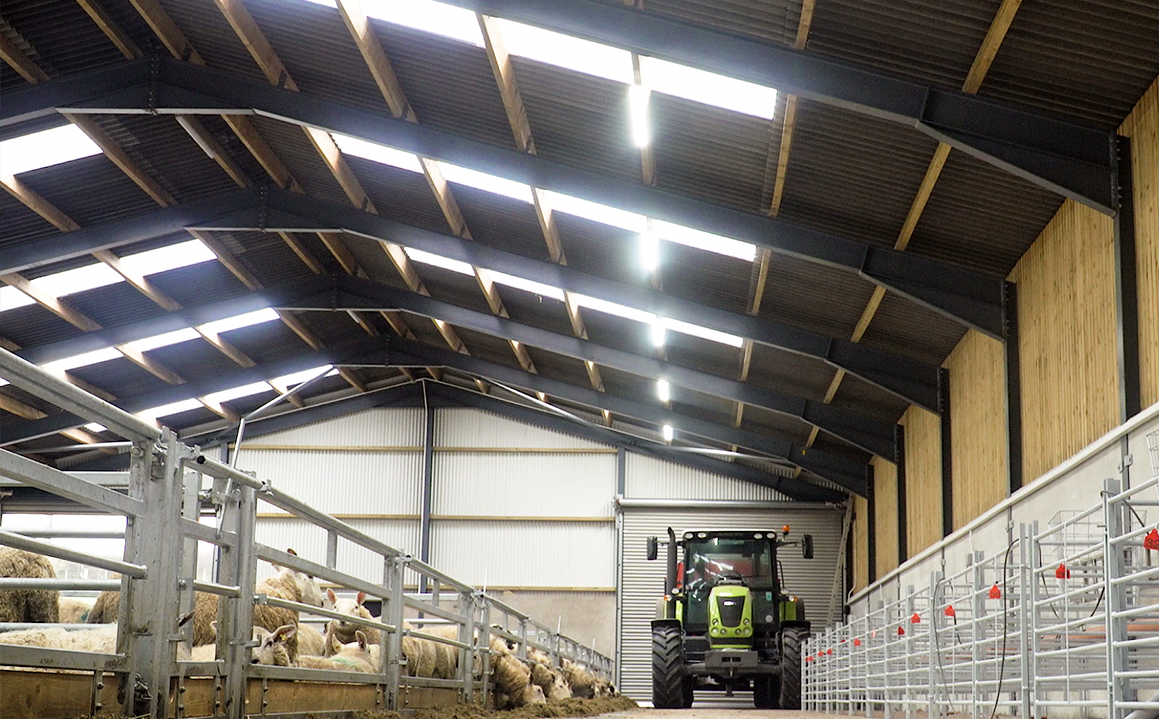 Aluminum Alloy Window Prefab Steel Construction Agricultural Building for Cattle Barn