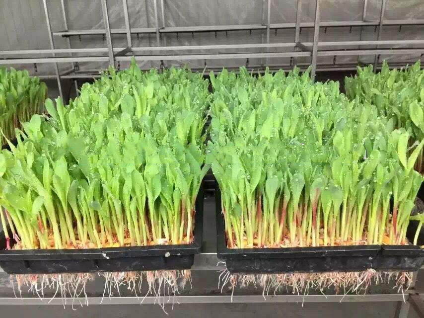 Seeds Germinate Hydroponic Fodder Machine Breeding Room Automated Fodder System