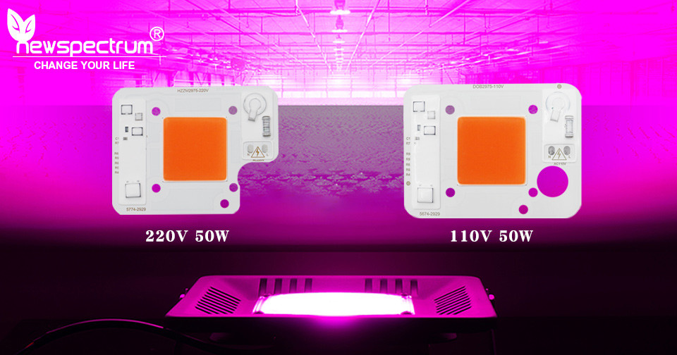 3000lm COB LED Module COB Chip 50Watt 6000K For Commercial Lighting Solutions