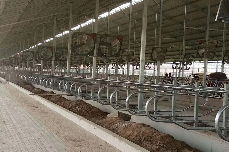 Single Side Ergonomic bending Cow Farming Equipment Cattle Free Stalls