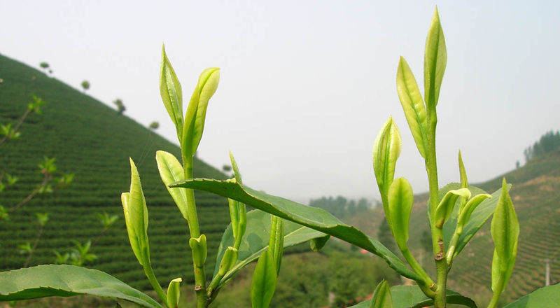 Muscle-building Epigallocatechin Gallate /EGCG 95% /green tea extract
