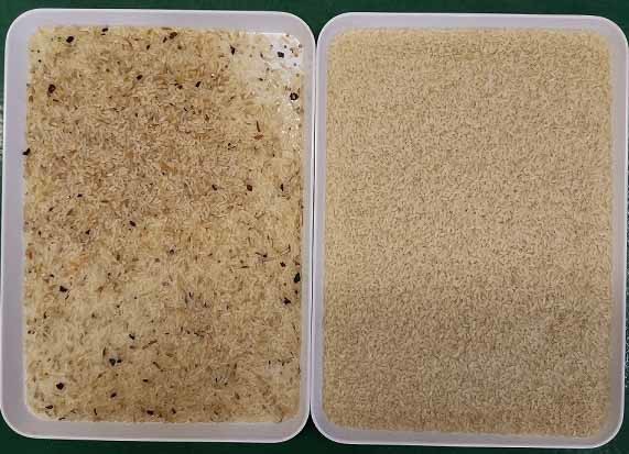 Sorghum Myotonin Brown Rice Color Sorter