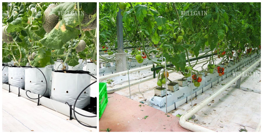 Cocopeat Hydroponic Grow Trough Systems For Growing Roses Tomatos Vegetables