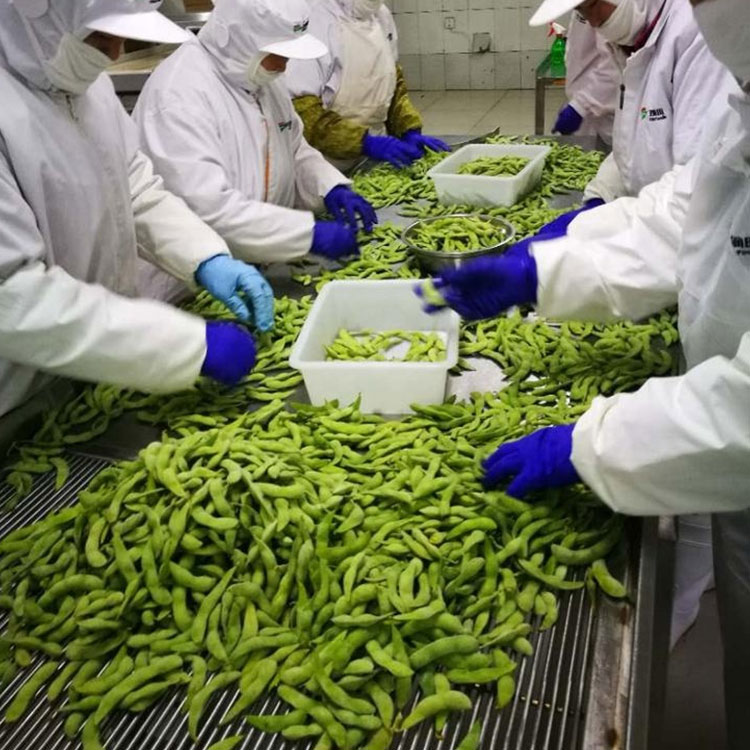 Certified IQF Frozen Edamame Steamed Grade A for Quick and Easy Snacks