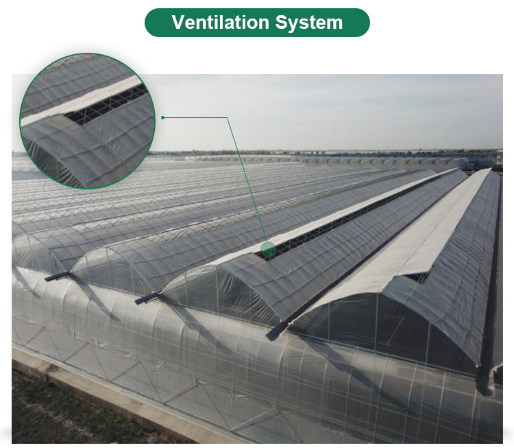Multi-Span Agricultural Greenhouses Advanced Hydroponic Growing System for Section 4m/8m
