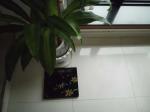 Travel Weighing Scales with CE, RoHs