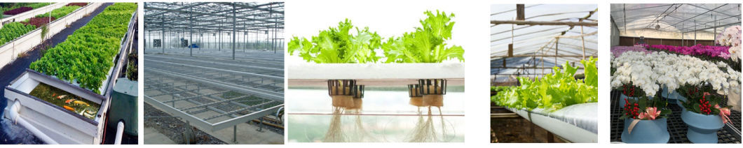Juxiang Multi-Span Humidity Control Greenhouse for Peppers
