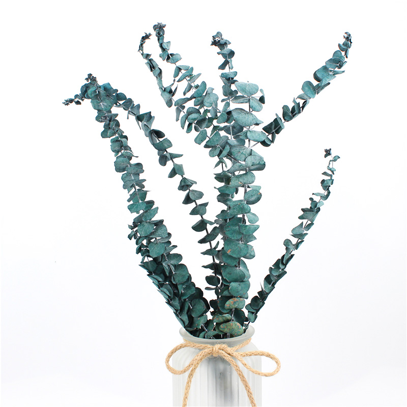 Long Lasting Dried Eucalyptus Leaves , Dried Eucalyptus Decor Eternal Life