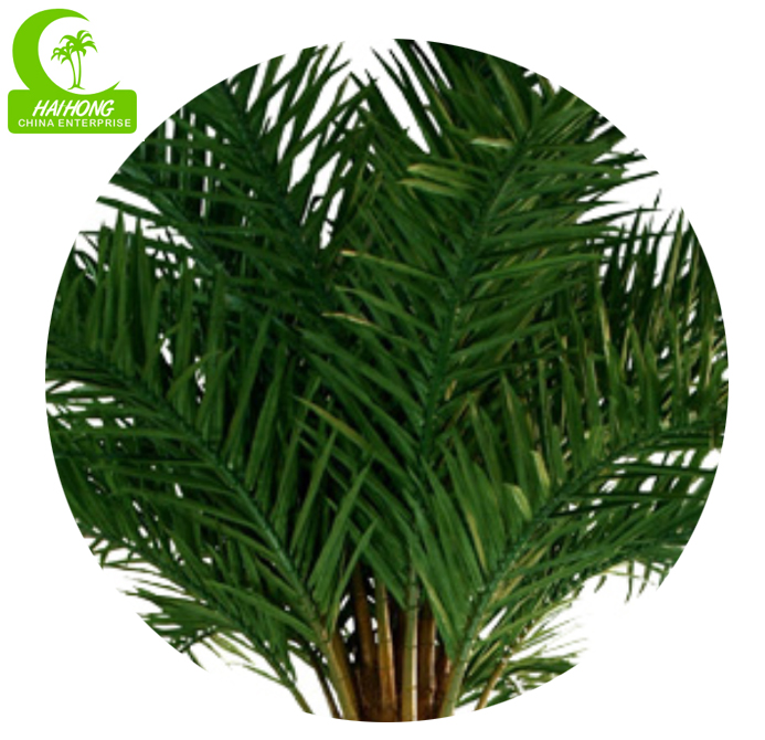 New washington palm tree