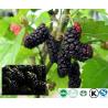 Buy cheap Low Price Mulberry Fruit Extract Powder from wholesalers