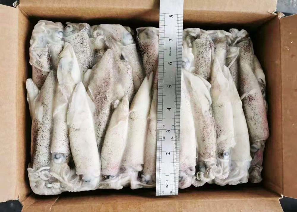 Frozen Loligo Squid Whole Round Bqf Chinese Ocean Vessels Freshness No Additives