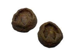  Footprint Shape Reptile Water Dish Customized Design Lizard Water Bowl Manufactures