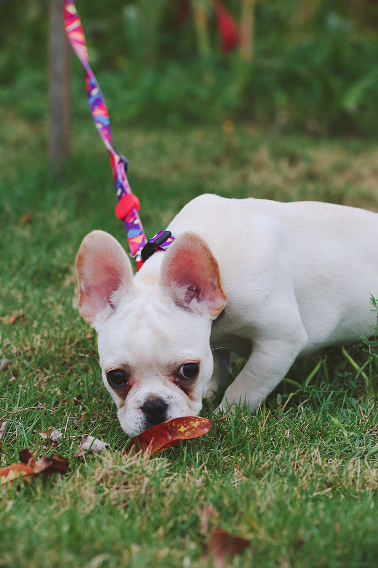 3m 5m Dog Lead