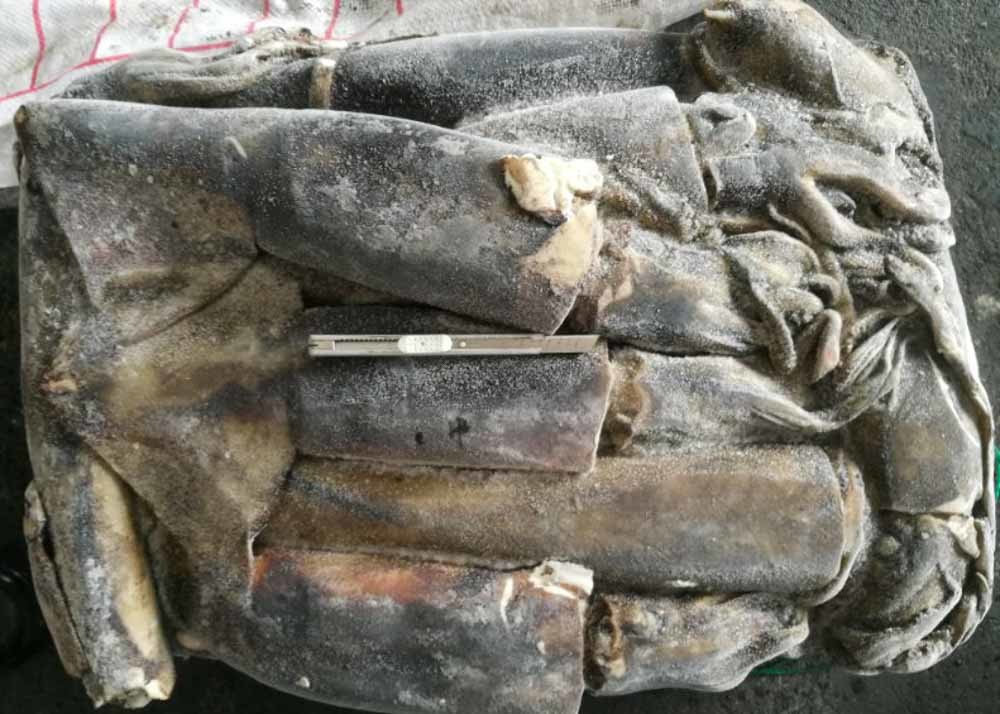 frozen giant squid 1-2kg dosidicus gigas BQF good freshness Peru giant squid frozen squid rings