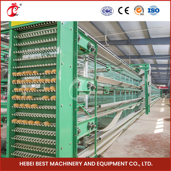 90-200 Chickens Capacity Automatic Chicken Cage System Rose
