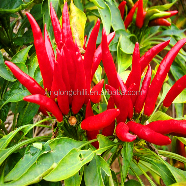 Stemless pungent Chaotian Tianying hot chili for recipe
