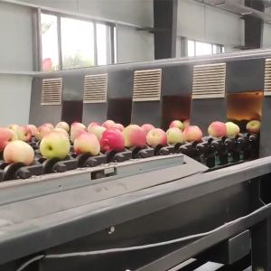Intelligent Mechanical Apple Black Sorting And Grading Machine 6 Lanes