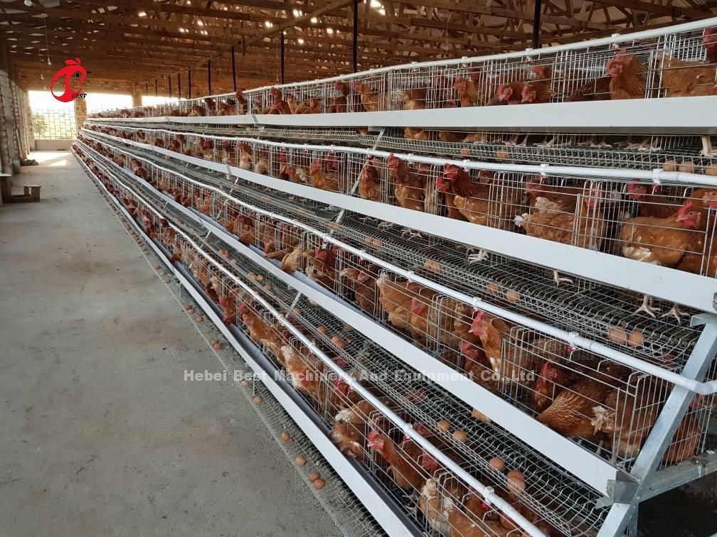 2.8mm-3.5mm Cage Wire Diameter Poultry Farming Cage System for High Rearing Efficiency Adela