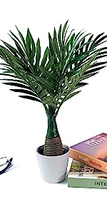 palm tree 1