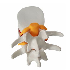 Vertebrae Column Anatomical Skeleton Model OEM For Studing