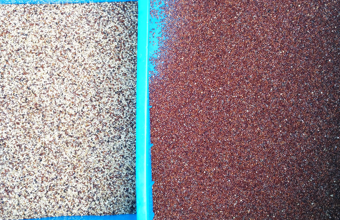 Intelligent CCD Color Sorter Pepper Grading Machine High Efficiency