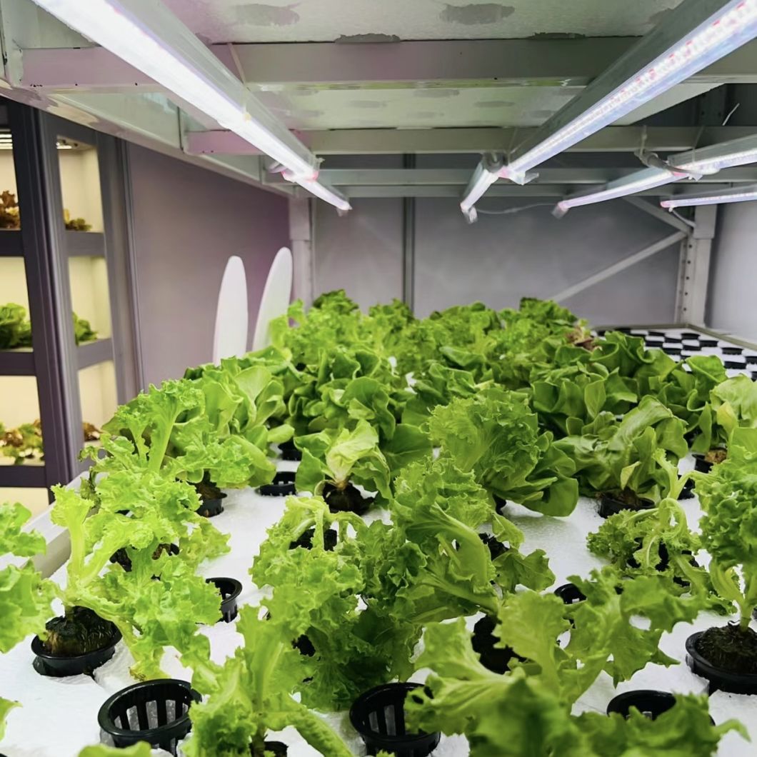 Container Greenhouse Vegetable House