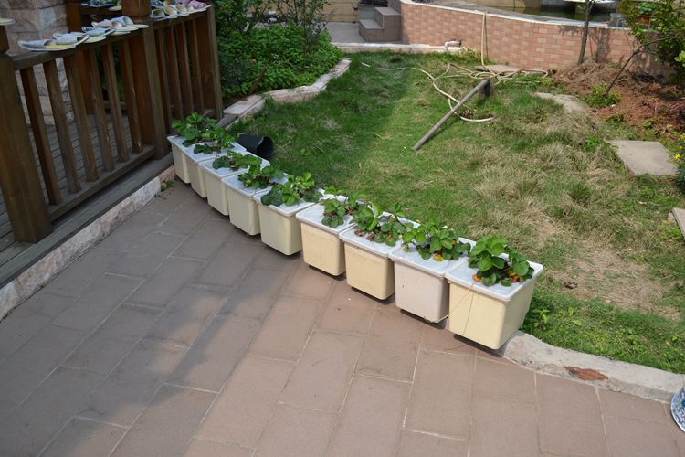 Dutch Bucket Hydroponics For Greenhouse Crop Growing Agricultural