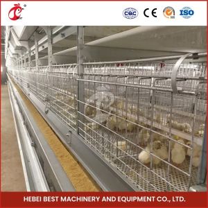 Assembly Brooding Quail Brooder Cage With Automatic Manual Cleaning Emily