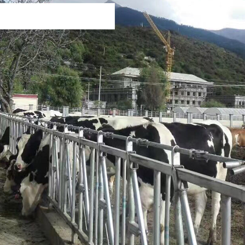 Customized BioRail Hot-Dipped Galvanized Dairy Cattle Freestands