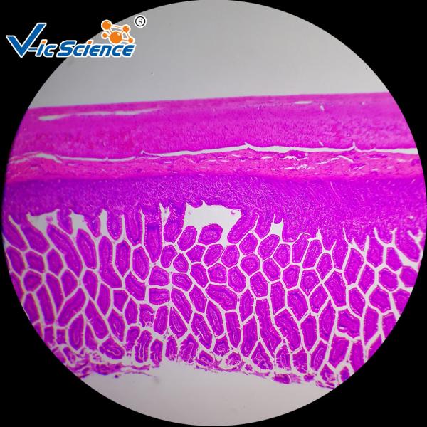 Commercial Histology Lab Slides Human Histology Prepared Microscope Slides 100