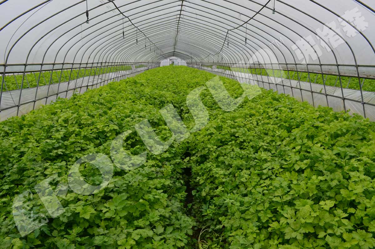 100mm Panel Thickness Farms Pre Cooling Machine Vacuum Cooler for Flowers and Vegetables