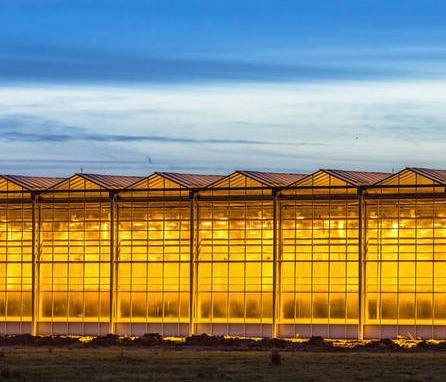 Facility for Hydroponics Film Greenhouse