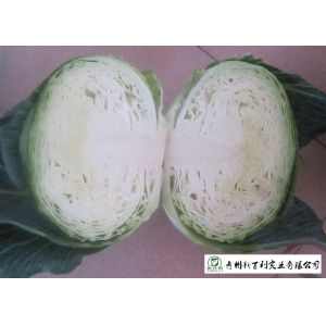  No Pesticide Fresh Flat Head Cabbage , Nutrition Mini Drumhead Cabbage Manufactures