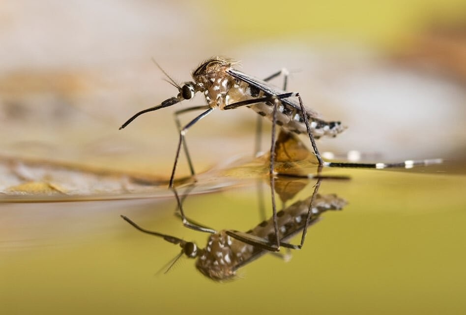 Biological Mosquito Insecticide Mosquito Densovirus Bacillus Thuringiensis Subsp Israel Kill Mosquito Wigglers