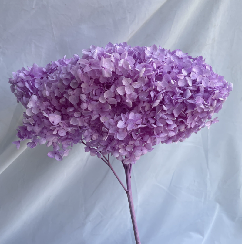 Anna Hydrangea Preserved Flower Dried Flower Artificial Hydrangea Home