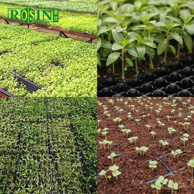 6 Hole / 12 Hole Seedling Tray Biodegradable Nursery Seedling Tray Agriculture