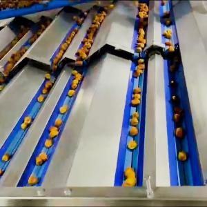 Intelligent Date Sorting Machine With Smart 360° Rotational Scan Multi-Exit