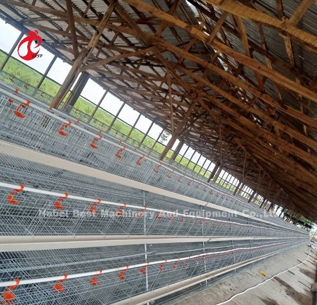 Chicken Farm 3 Tier Battery Cage System In Poultry Sandy